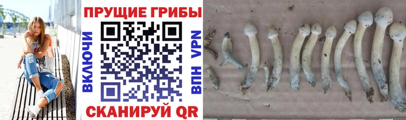 Псилоцибиновые грибы MAGIC MUSHROOMS  Луза 